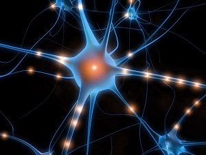 neurony